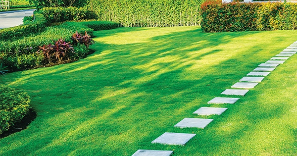 Now that the weather is warming up and we move to our outdoor areas, it’s the perfect time to take a good look at our lawns.