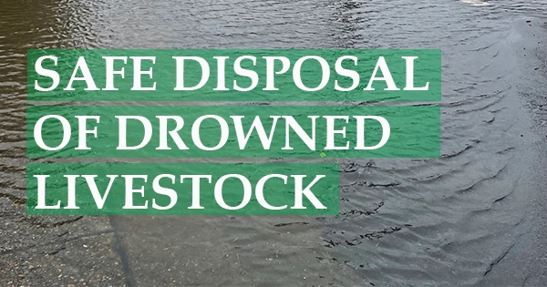 afe Disposal of Drowned Livestock a