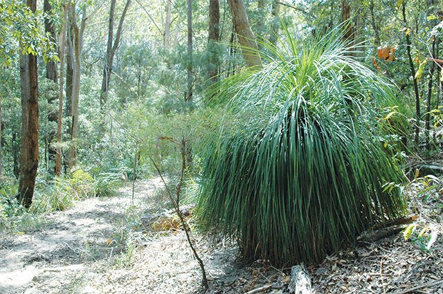 Xanthorrhoea media Forest Grass Tree - 1,