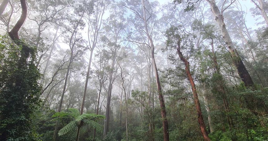 Public Exhibition of the Hornsby Ku-ring-gai Bush Fire Management Committee draft Bush Fire Risk Management Plan