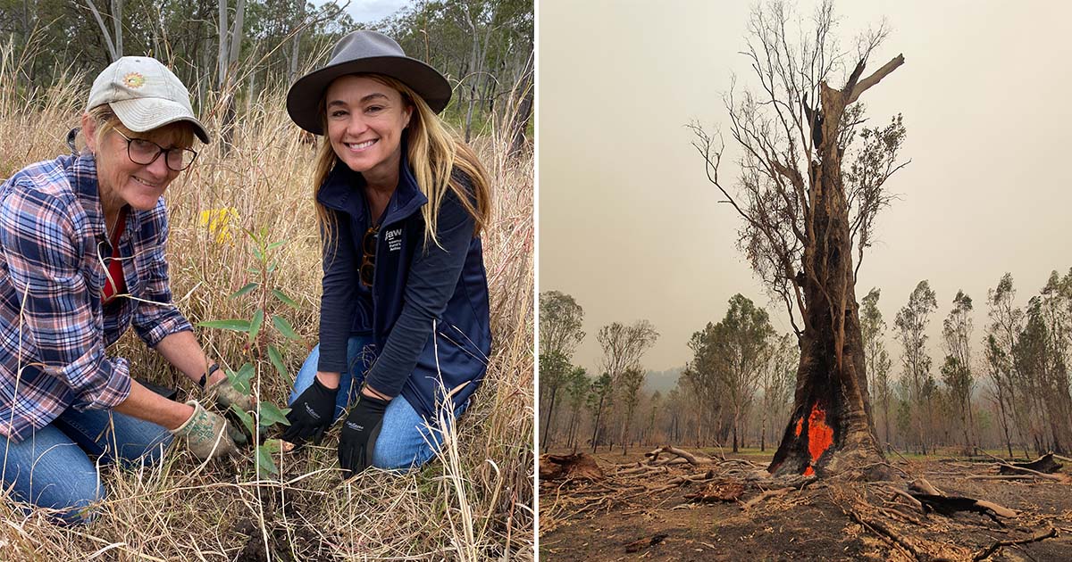 Bushfire Recovery Reconnects Habitat, Helps Endangered Species