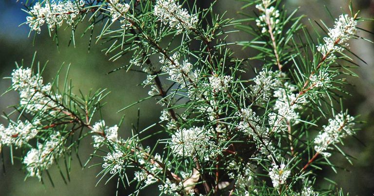 Hakea sericea Silky Needle Bush Flower Cluster -