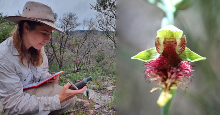 Research into Australian Native Orchids