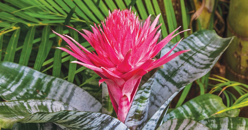 Learn How to Grow Competition Quality Bromeliads