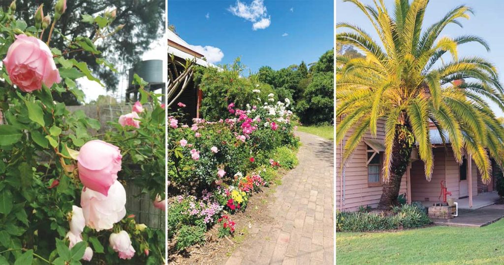 Roses in the Netherby homestead garden