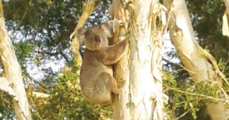 NSW Koala Strategy Review