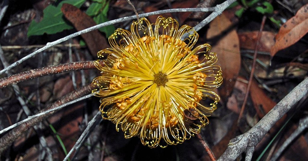 Hidden In The Hills: Hairpin Banksia