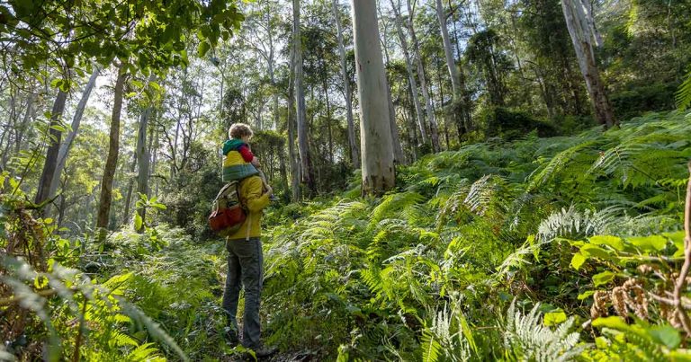 Free Guided Winter Bushwalks For All Ages and Abilities