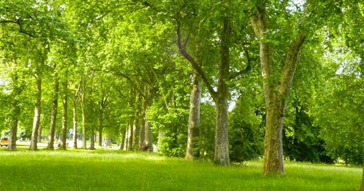 Natural Greenspace is Vital for our Health