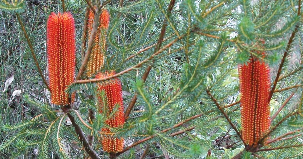 Heath Banksia