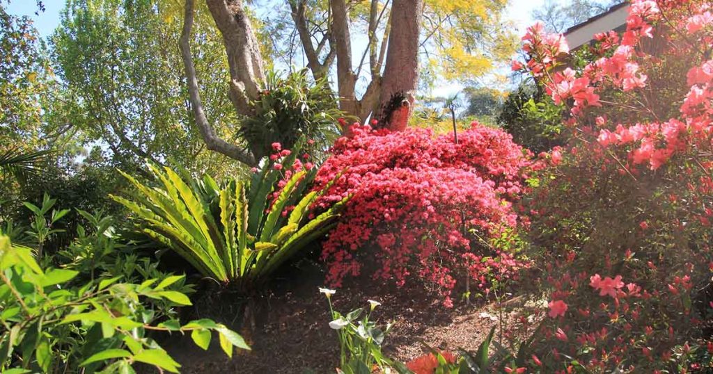 Sydney Hills Garden Competition