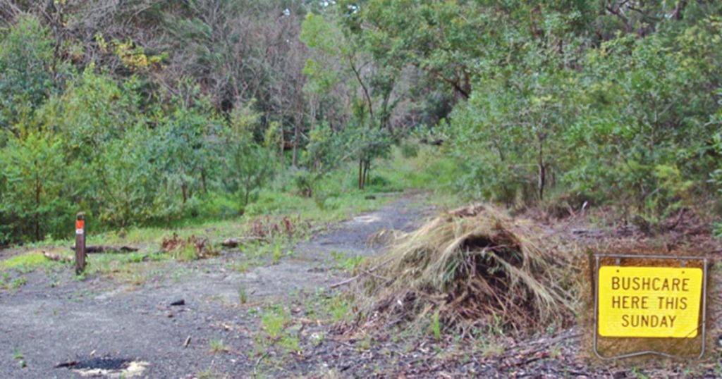 Hidden in the Hills: Bushcare