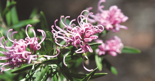 Spider Flower