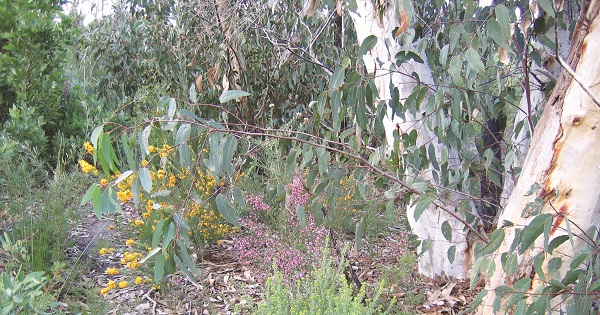 Bush Tracks