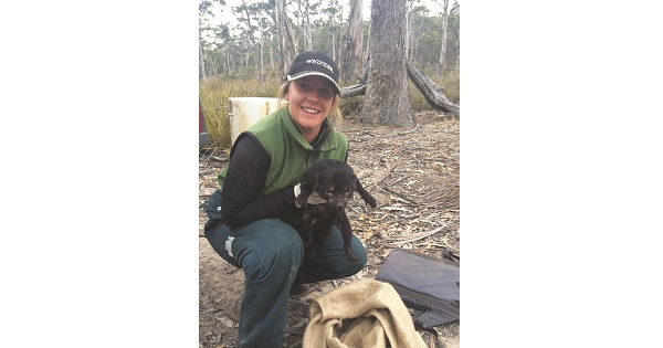 Hills Grammar alumna Camille releasing a healthy juvenile Tasmanian Devil into his new home in the bush.