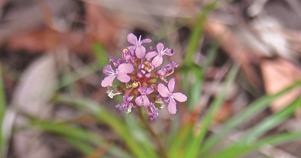 Trigger Plant