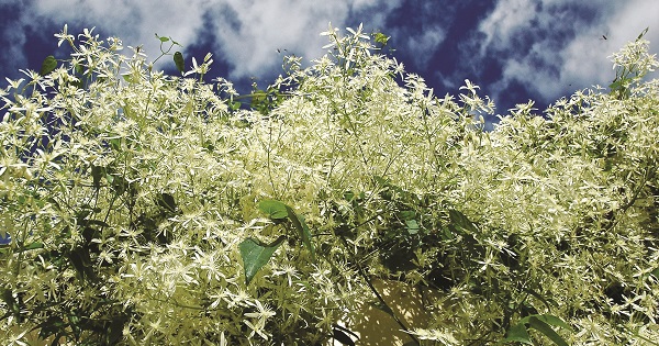 Hills Climbing Clematis