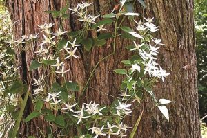 Hidden in the Hills Climbing Clematis