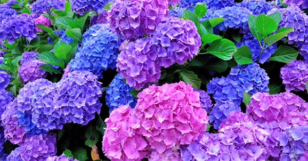 Hydrangeas