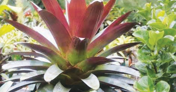 Bromeliad