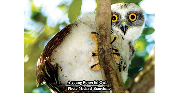 Powerful Owls