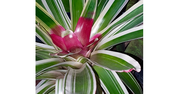 Bromeliad Society