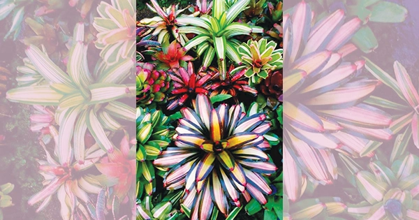 Bromeliad Society