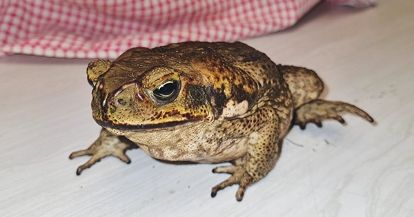 cane toad