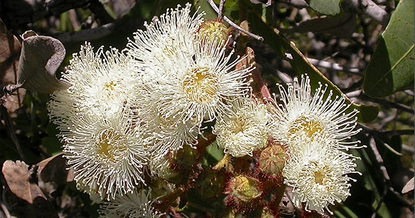 Angophora