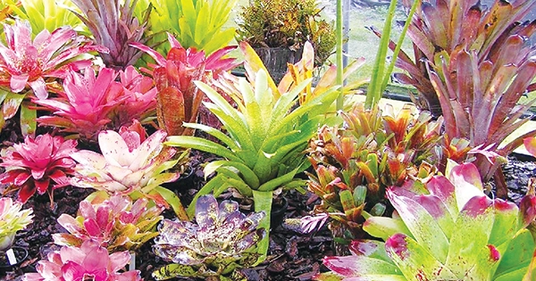 Bromeliad Autumn Show