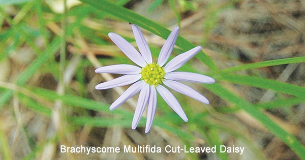 Wildflowers