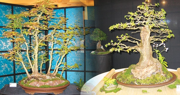 Bonsai Society of Australia