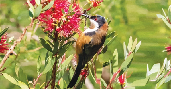 Eastern spinebill by Marie Kobler