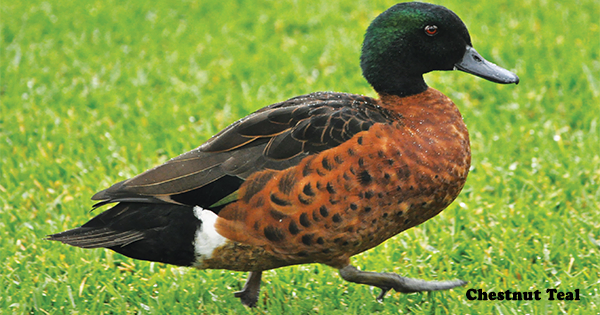 Chestnut Teal