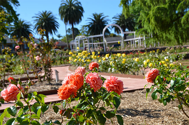 Rose Garden