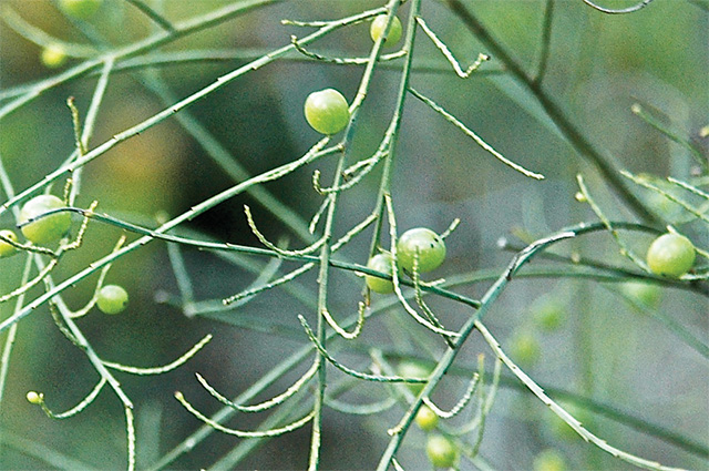 Leptomeria acida Native Currant