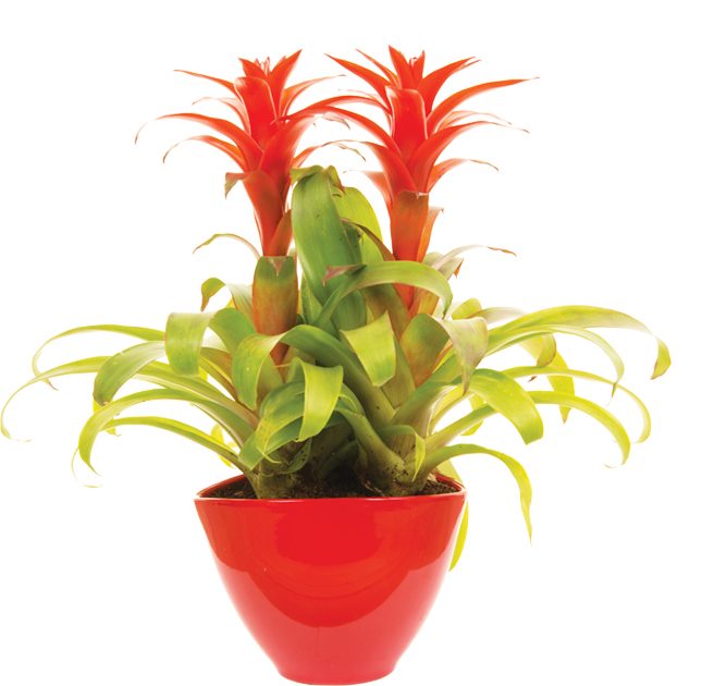 Bromeliad Society June Meeting