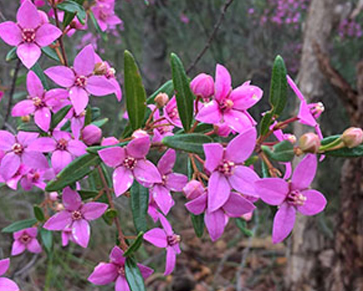 Smugglers Ridge Bushwalk, Fiddletown
