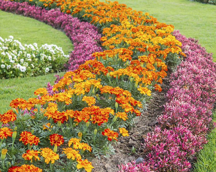 Sydney Hills Garden Competition