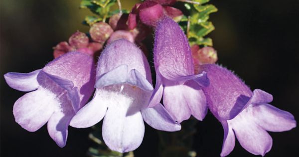 An Eremophila For Every Garden