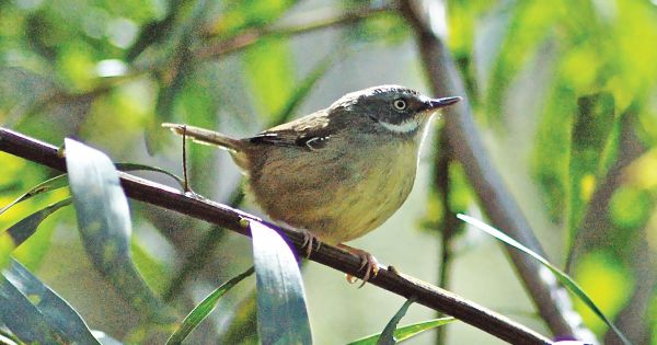 Bird Identification