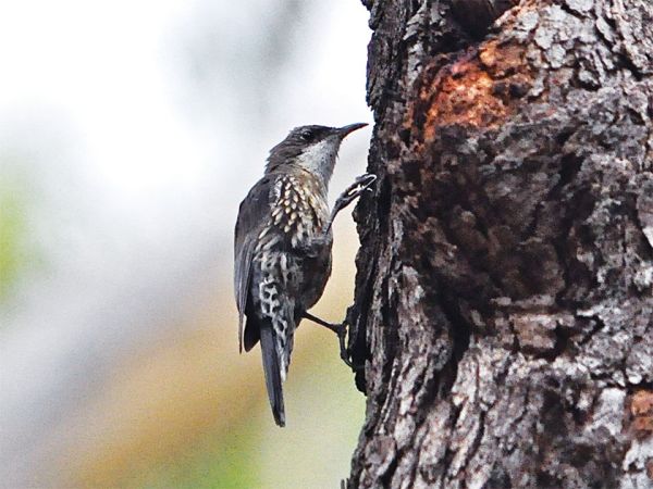 Bird Identification