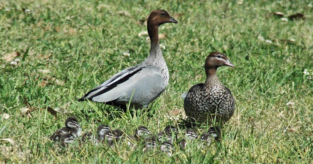 Hidden In The Hills: Pacific Black Duck