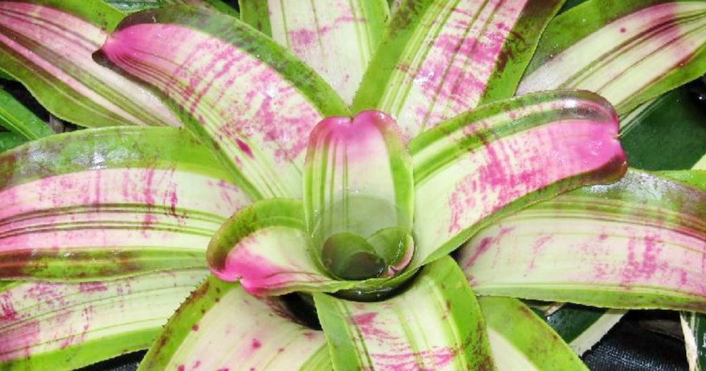 Bromeliads Make Wonderful Christmas Gifts