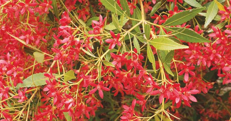 's Plant Market NSW Xmas Bush_