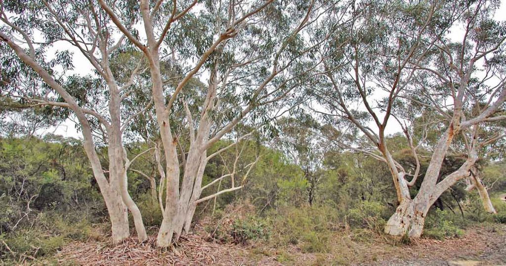 Hidden In The Hills: Scribbly Gum