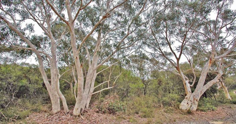 Hidden In The Hills: Scribbly Gum