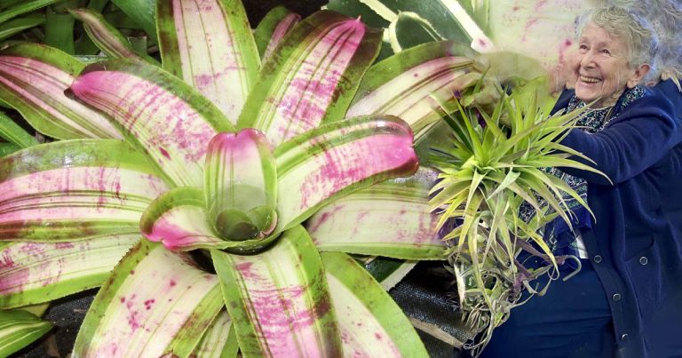 Bromeliad Society of Australia Show and Shop