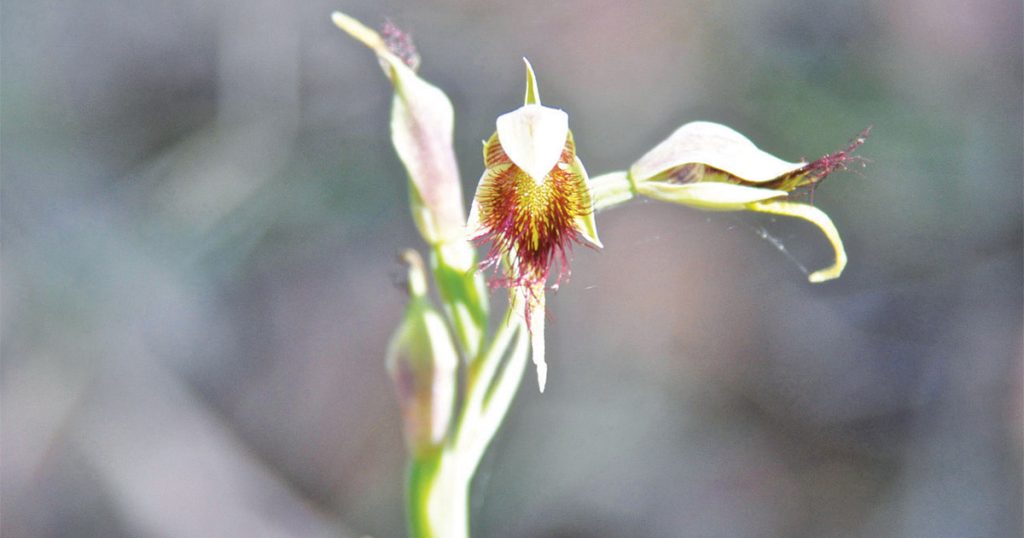 Hidden In The Hills: Orchid Plants