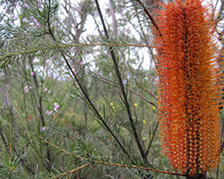 Jerusalem Bay Bushwalk, Cowan